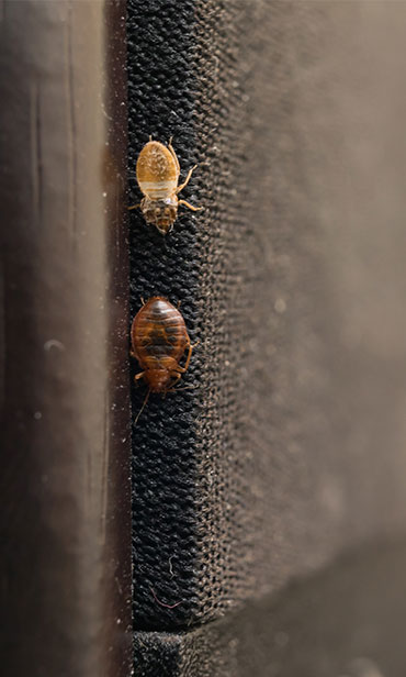 Bed Bug Treatments in homes South New Jersey & the Philadelphia-metro area.