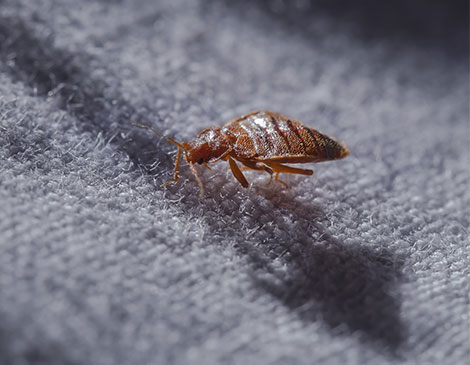 Reliable Safe Bed Bug Solutions For South New Jersey & the Philadelphia-metro area.