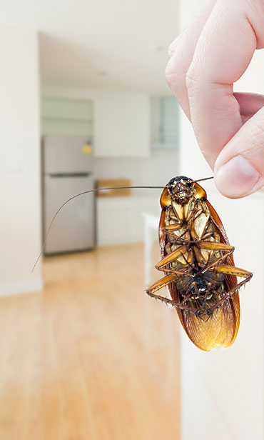 Reliable Home Pest Control Solutions For South New Jersey & the Philadelphia-metro area.