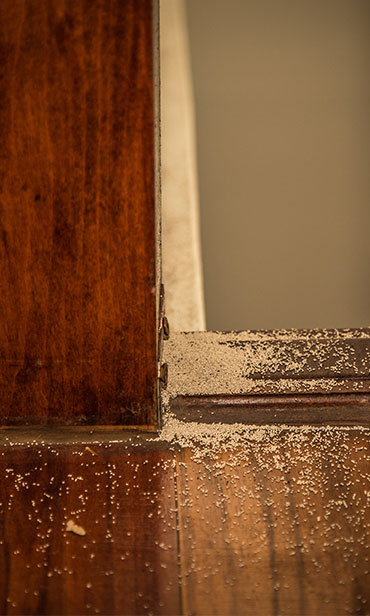 Termite damage in homes South New Jersey & the Philadelphia-metro area.