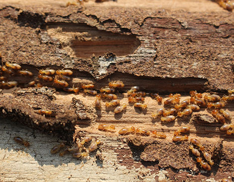 Reliable Termite Control Solutions For South New Jersey & the Philadelphia-metro area.
